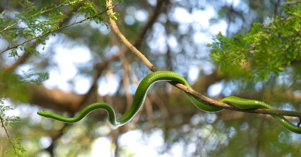Il mamba verde è un serpente dal corpo lungo e snello con squame lisce e una testa stretta a forma di bara.