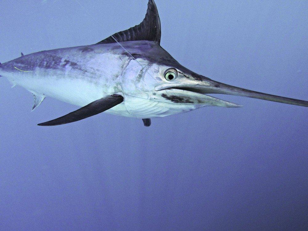 Marlin nero che nuota sott'acqua