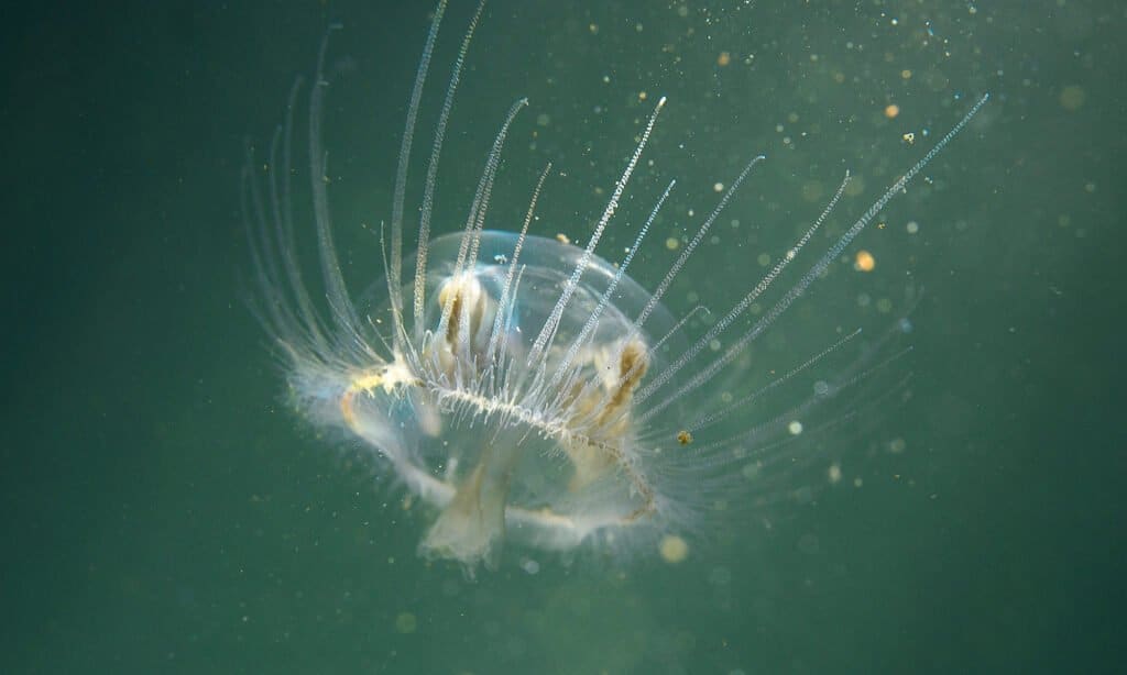 meduse d'acqua dolce