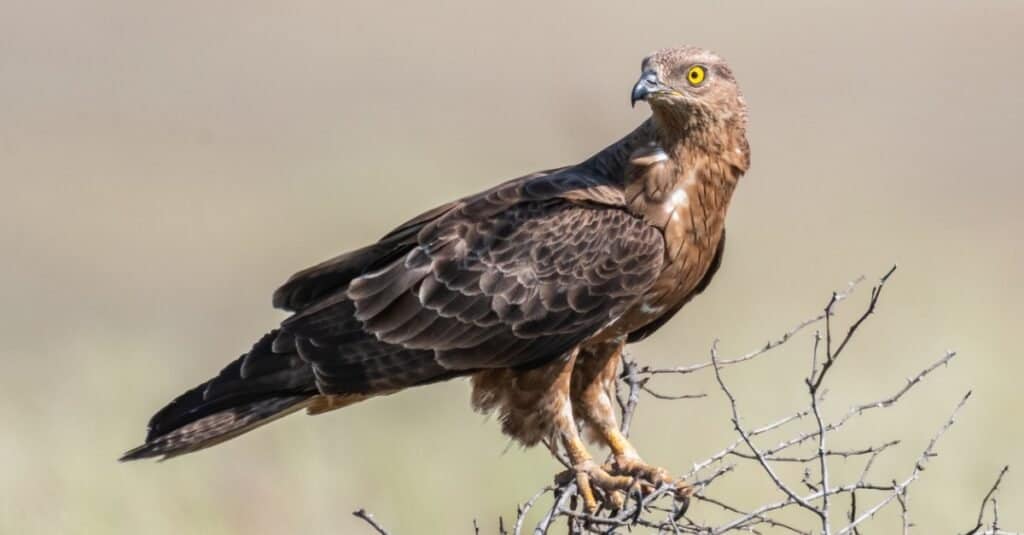 Pecchiaiolo europeo, Pernis apivorus, allo stato brado.