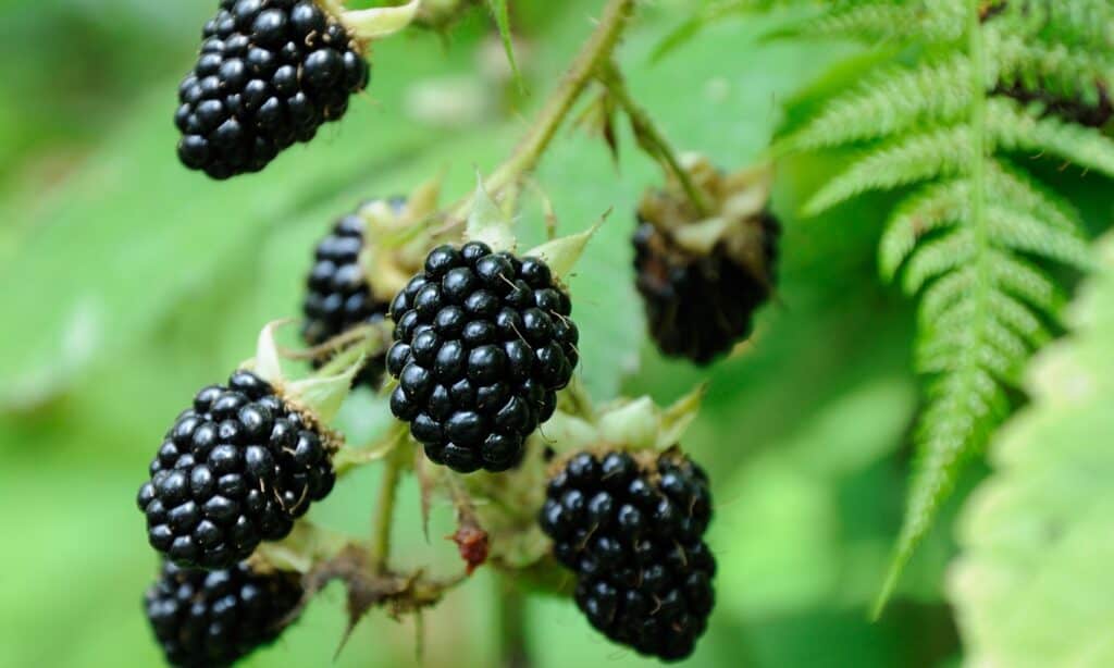 Frutti di bosco