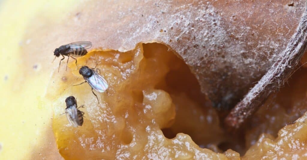 moscerini della frutta che mangiano frutta