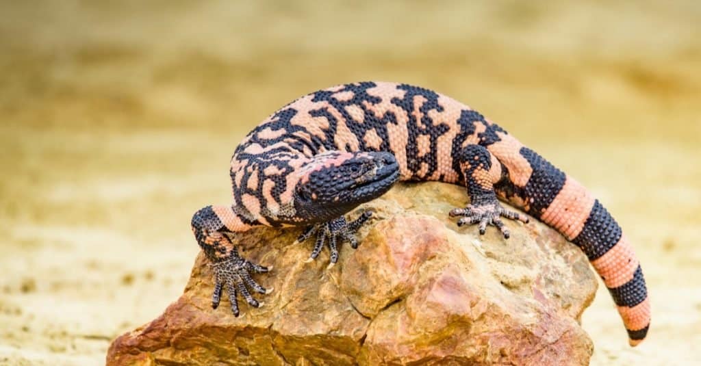 Lizard Gila Monster (sospetto Heloderma)