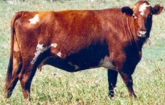 Mucca
