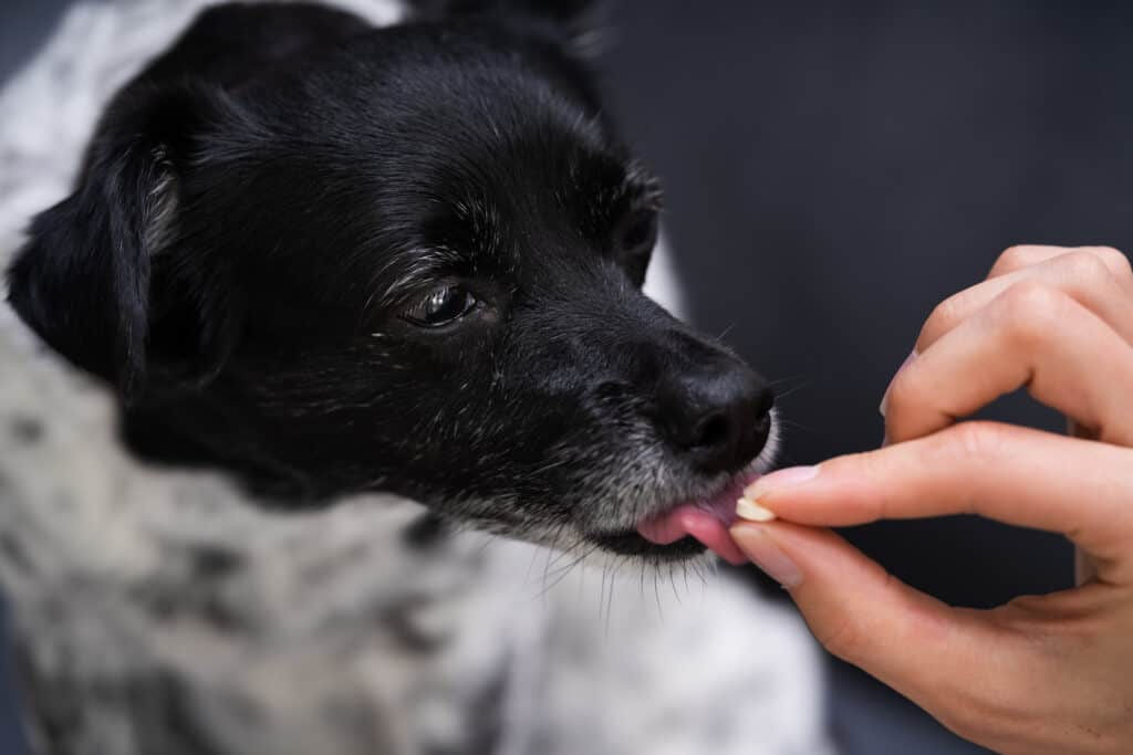 cane che riceve farmaci