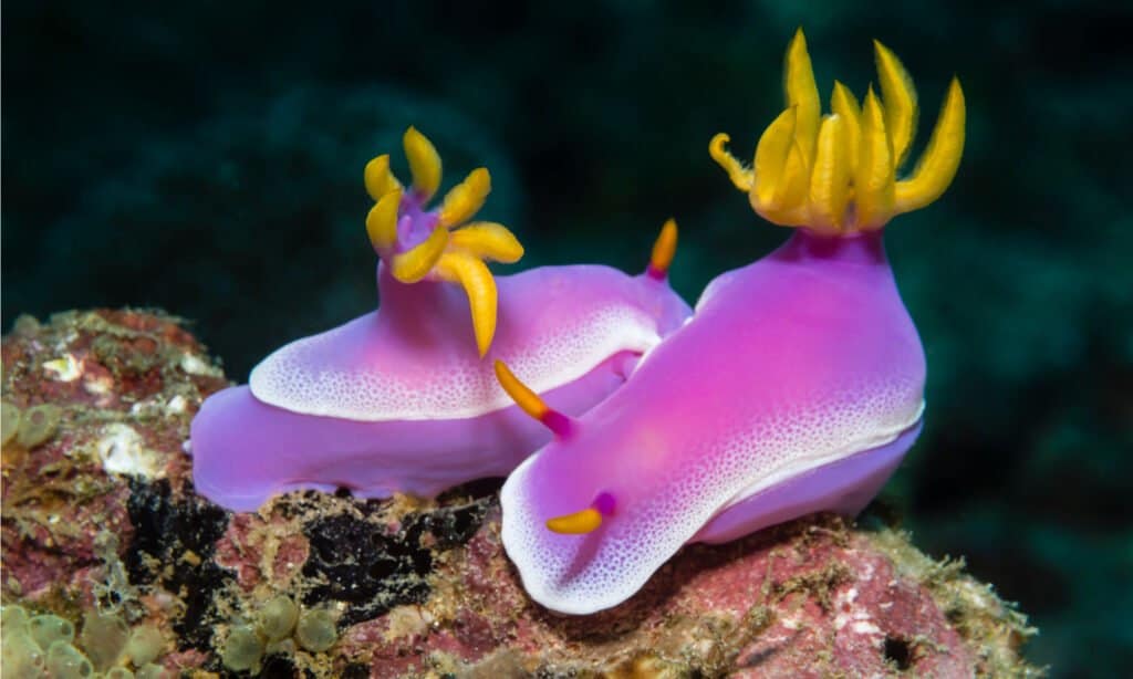 due nudibranchi rosa