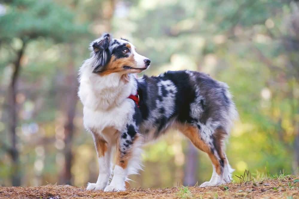 Cane da pastore australiano blu merle con un'imbracatura rossa che rimane nella foresta