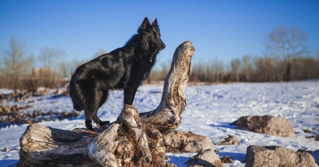 Cane da pastore belga in una foresta innevata in inverno.