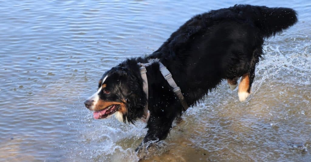 Bernese vs Grande Bovaro Svizzero