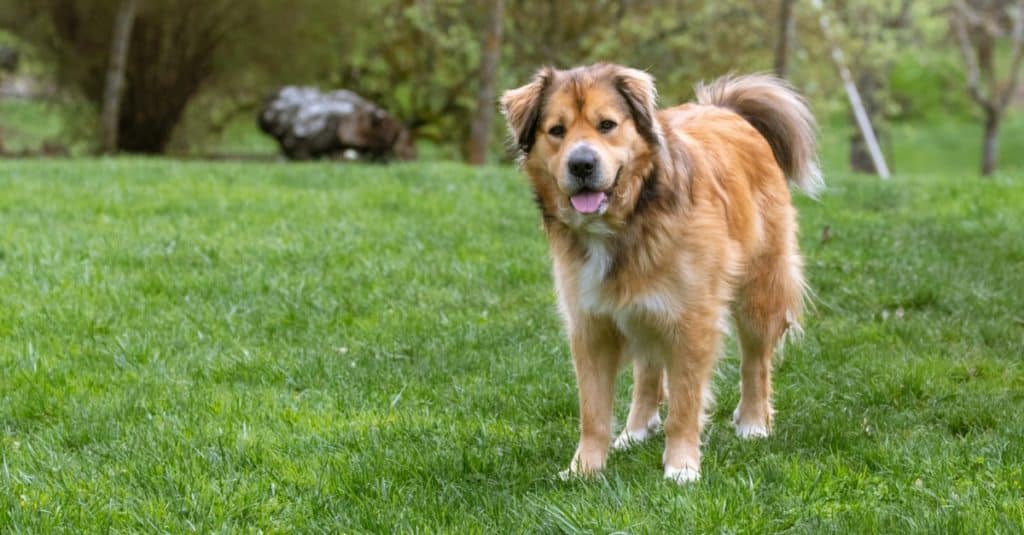 Felice pastore dorato mix cane in un cortile erboso.