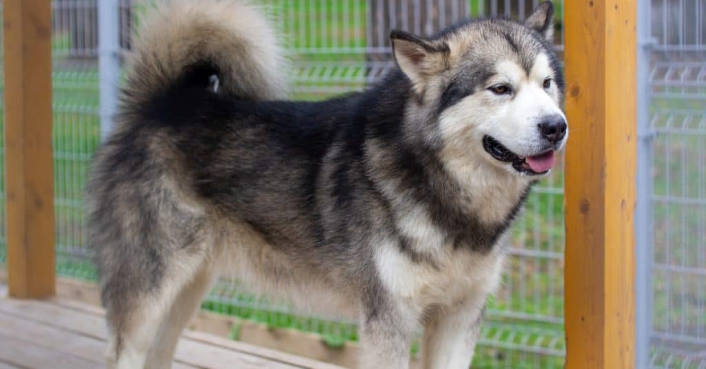 Pastore dell'Alaska Malamute in un recinto