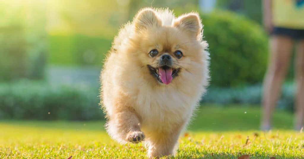 Cane di Pomerania