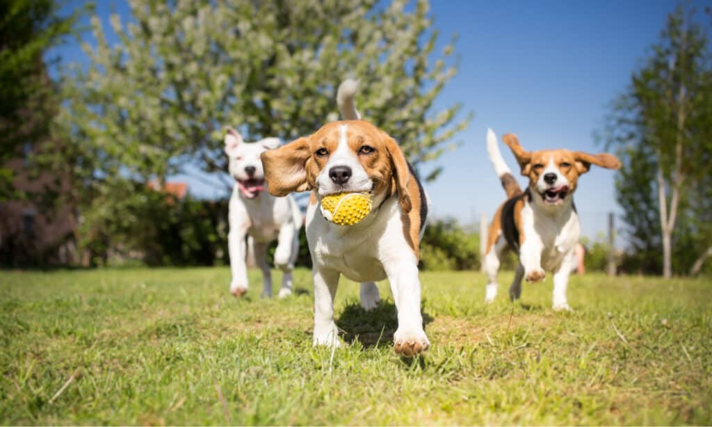 Serie Dog Park - Cani che giocano