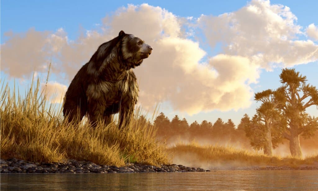 Orso delle caverne