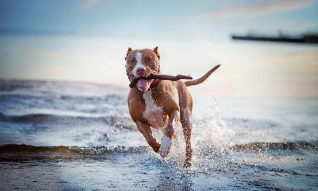 I cani possono bere troppa acqua dopo un esercizio eccessivo