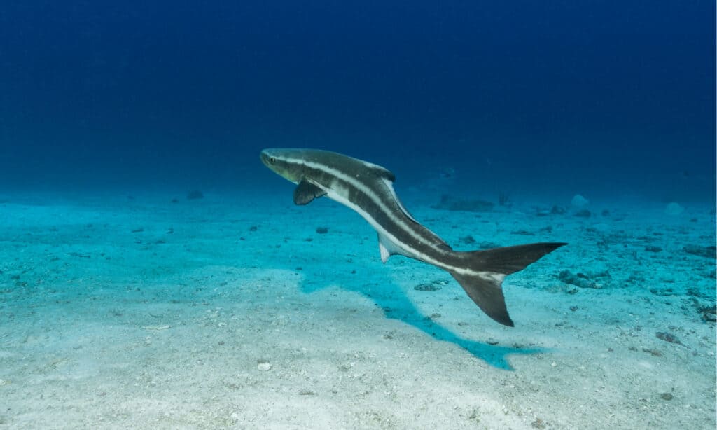 Un cobia che nuota in mare aperto.  Questo pesce elegante ha un corpo a forma di siluro.