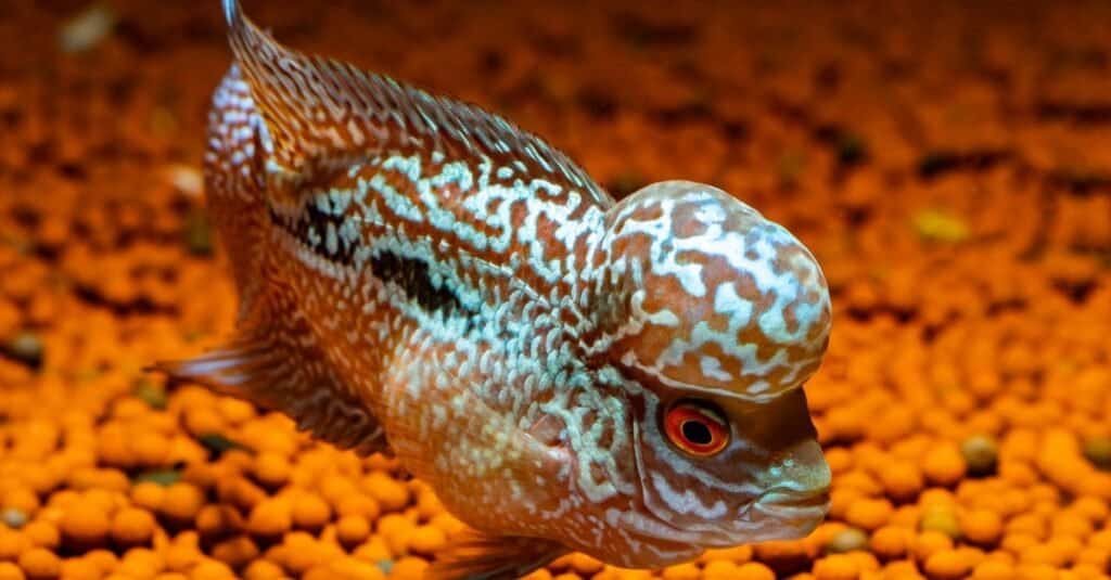 Blue Flowerhorn Cichlid in un bellissimo acquario.