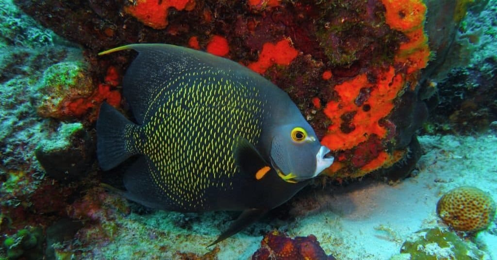 Pesce angelo francese di nuoto (Pomacanthus paru) e barriera corallina rossa.