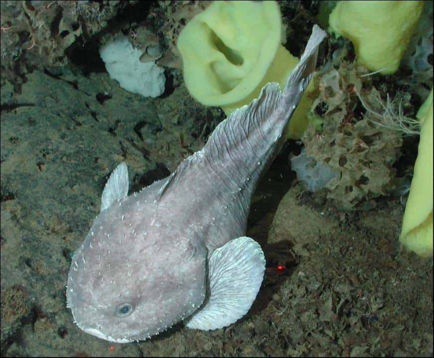 Sculpin blob di acque profonde ( Psychrolutes phrictus )