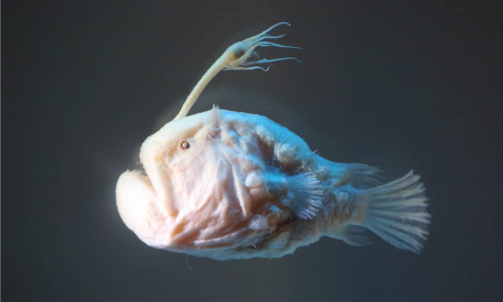 Pesce calcio atlantico (Himantolophus groenlandicus). La femmina ha una canna da pescatore luminosa che emerge dalla testa.