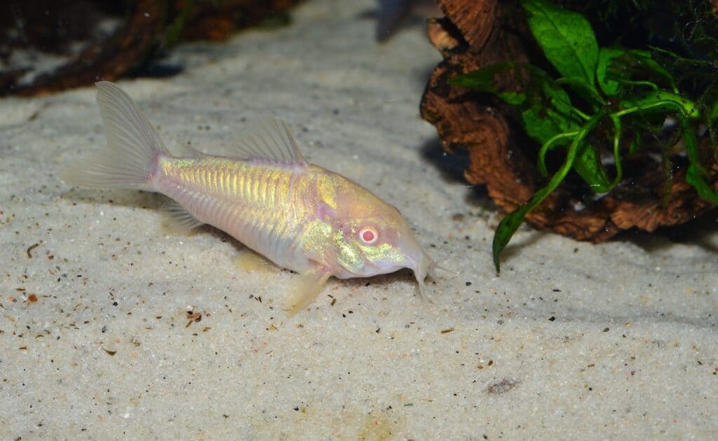 Un albino Cory Catfish sul fondo di un acquario