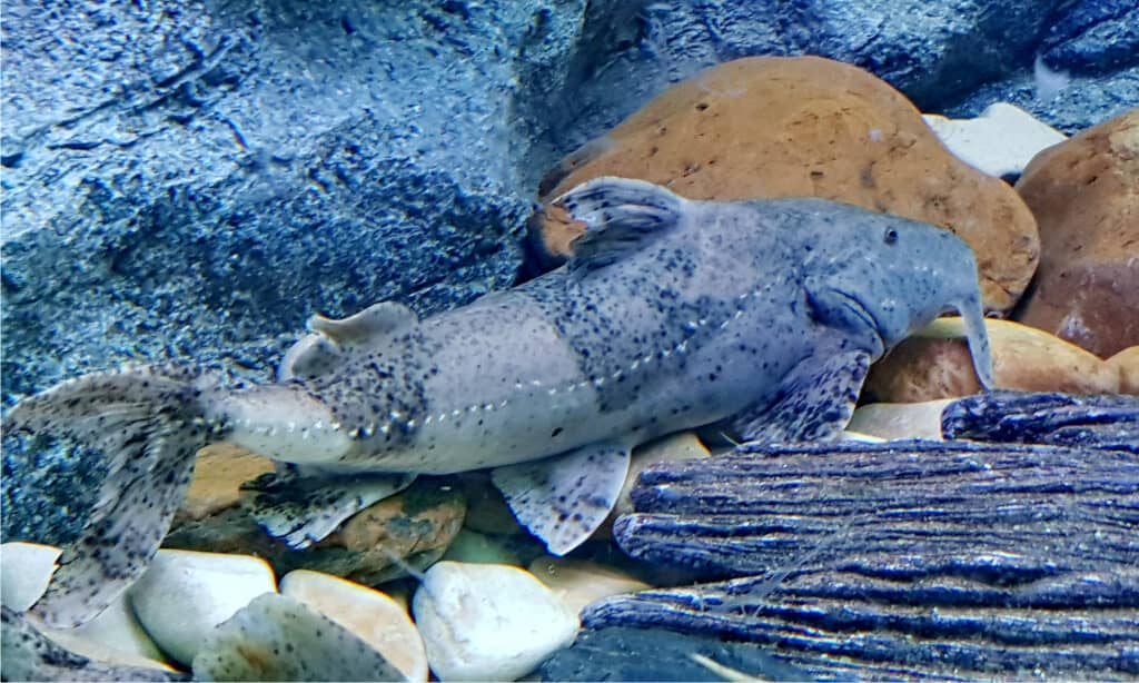 pesce gatto goonch o pesce gatto diavolo
