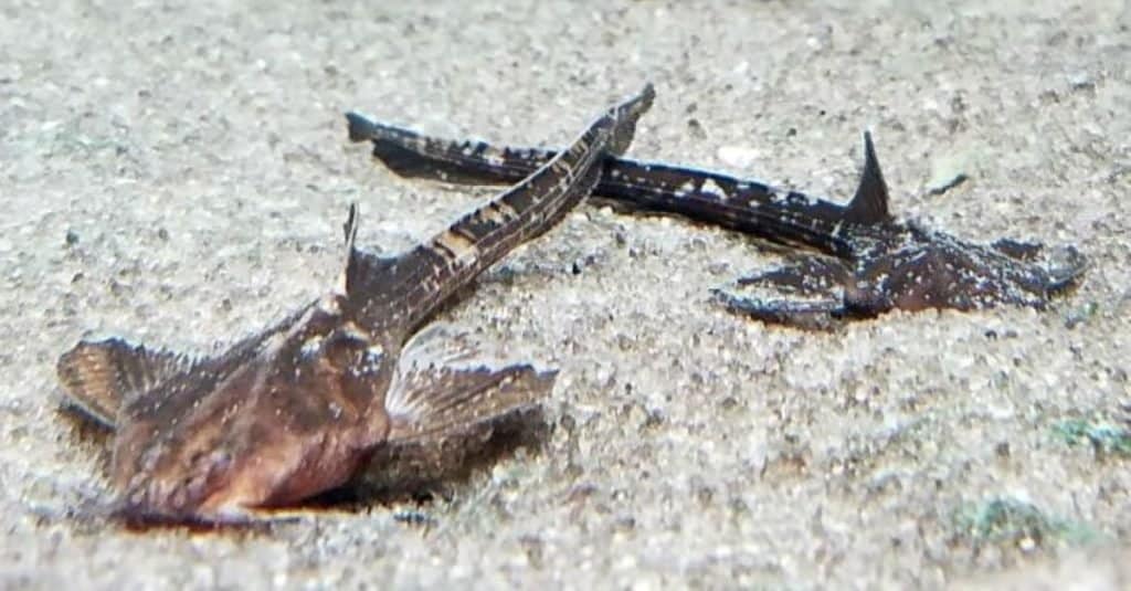 pesce gatto banjo