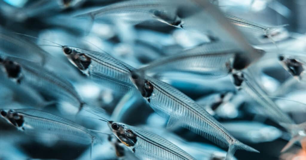 Un banco di pesce gatto di vetro