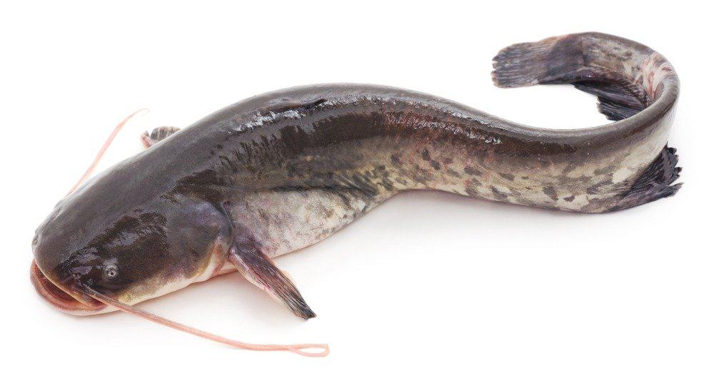 Pesce gatto isolato su sfondo bianco
