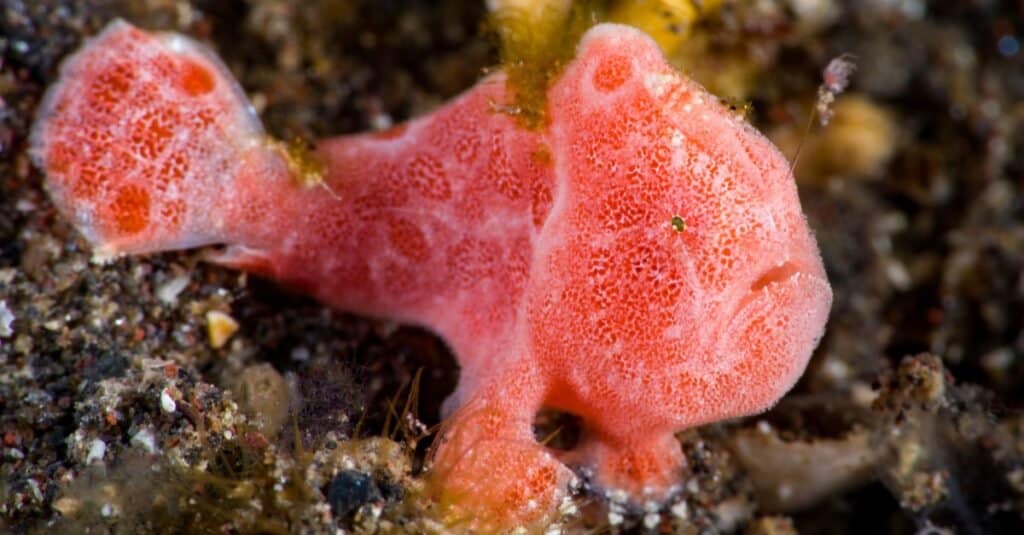 Pesce rana dipinto - Pesce rana dipinto a Tulamben, Bali, Indonesia.
