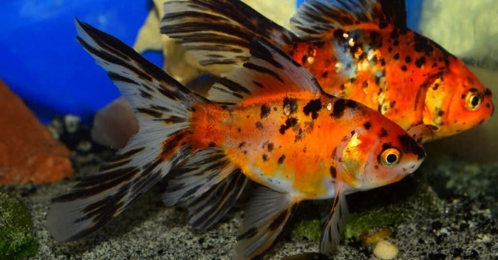Pesce rosso shubunkin cinese in acquario d'acqua fredda.