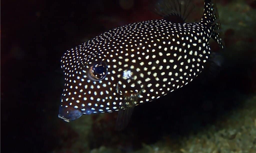 pesce scatola maculato in bianco e nero
