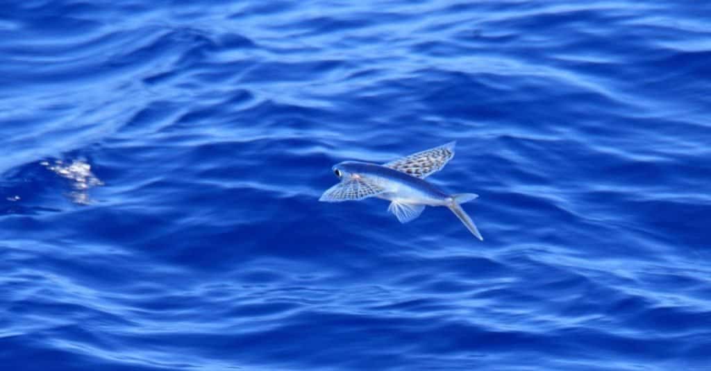 Pesce volante ad ala gialla (Cypselurus poecilopterus) in Giappone.
