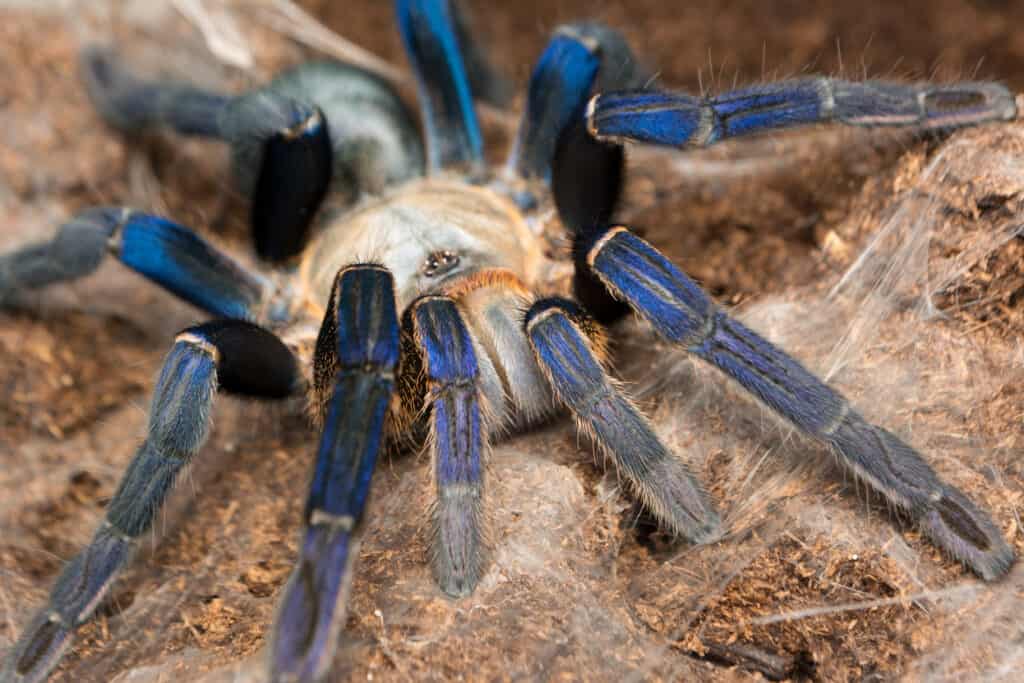 Tarantola blu cobalto - Haplopelma lividum