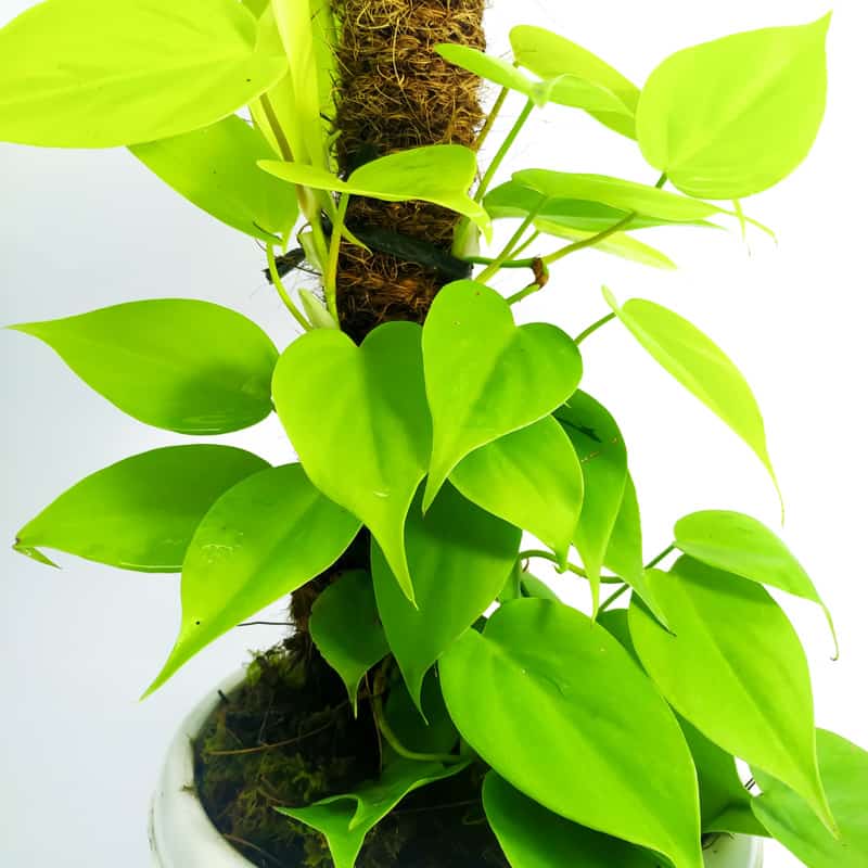 Epipremnum Aureum Limone Lime