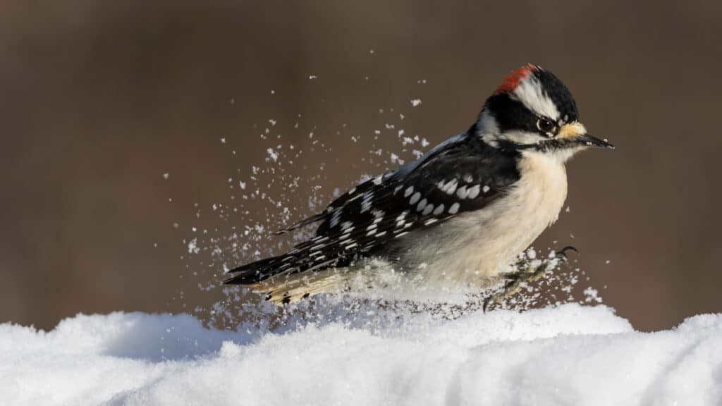 Un picchio peloso nella neve