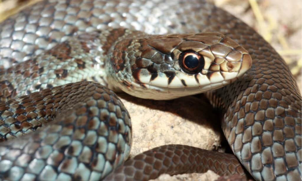 Primo piano della testa di un serpente blu racer (Coluber constrictor foxii), sottospecie del corridore orientale.  Questo individuo sta sviluppando la colorazione blu adulta, ma ha ancora parte del suo modello maculato giovanile.