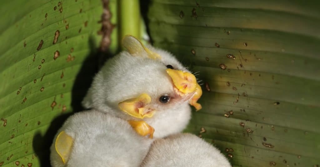 Pipistrelli bianchi honduregni (Ectophylla alba), Costa Rica