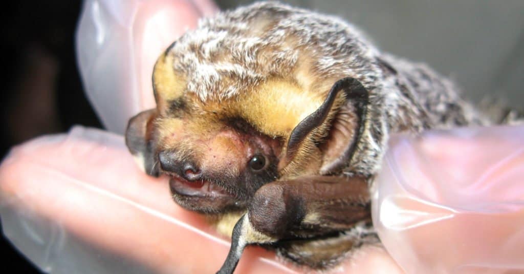 Hoary Bat sulla mano di una persona.