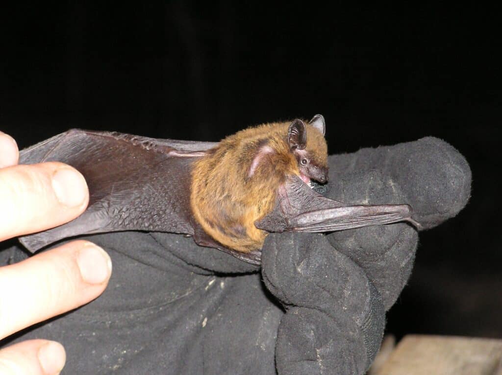Nycticeius humeralis Pipistrello serale con le ali spiegate dal ricercatore