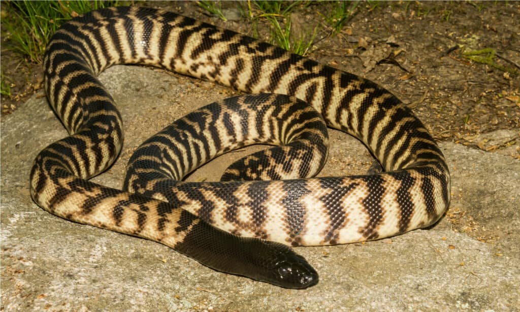 Pitone dalla testa nera