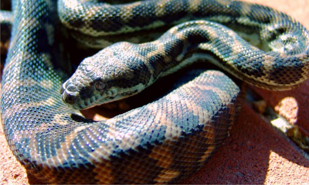 Pitone tappeto costiero - Pitoni Morelia spilota mcdowell