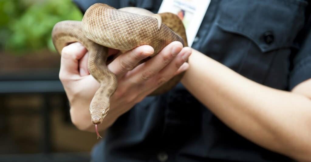 Migliori serpenti domestici