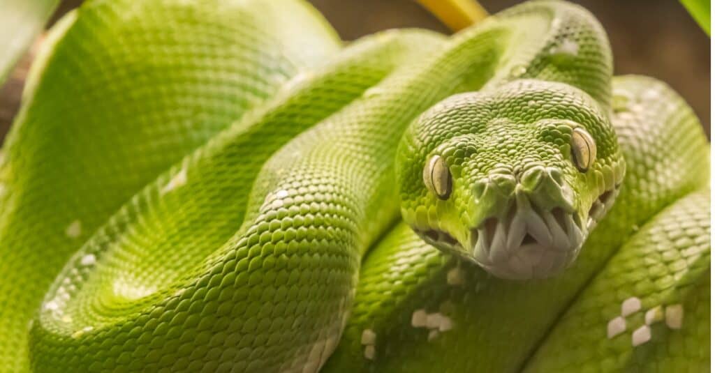 Serpente di pitone verde (Morelia viridis), originario della Nuova Guinea e dell'Indonesia.  I pitoni degli alberi verdi hanno oltre 100 denti lunghi, affilati e rivolti all'indietro progettati per mordere la preda e aggrapparsi.