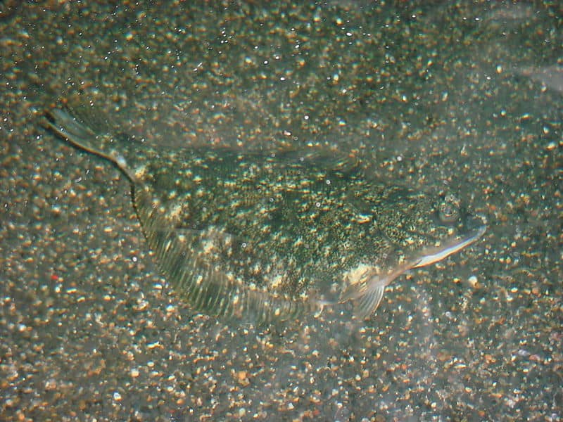 Passera mimetizzata sul fondo del mare