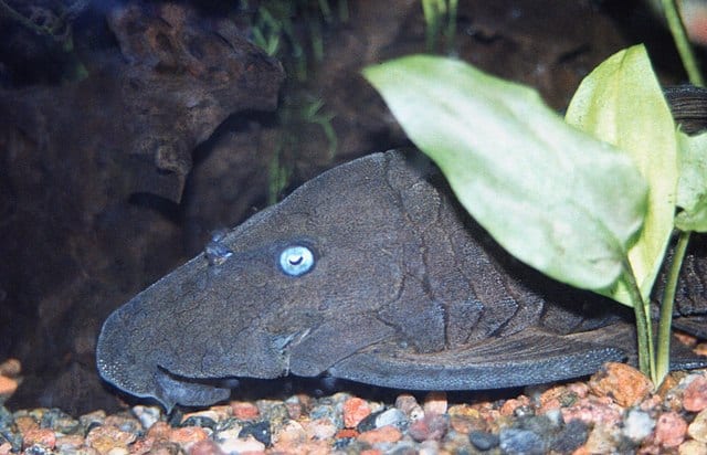 Colpo alla testa di un pleco dagli occhi azzurri sul fondo di un acquario