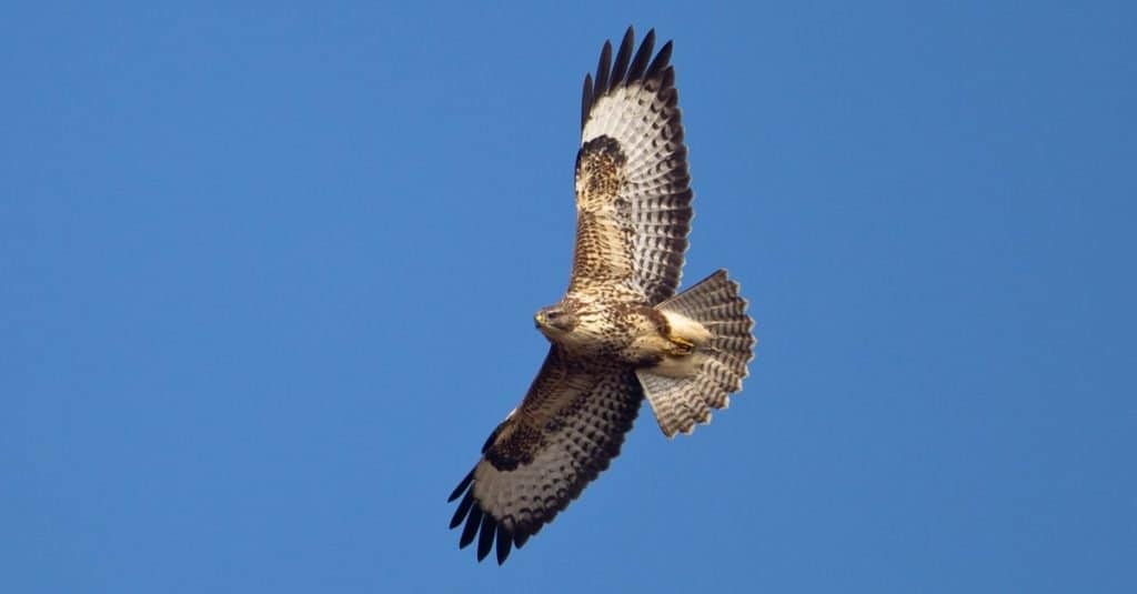 Una poiana comune (Buteo buteo) in volo contro un cielo azzurro