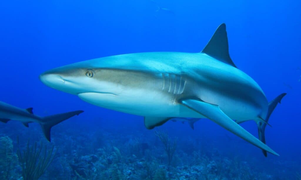 Squalo della barriera corallina caraibica
