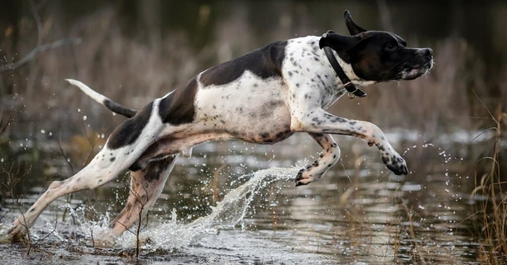 Pointer inglese vs Pointer tedesco a pelo corto