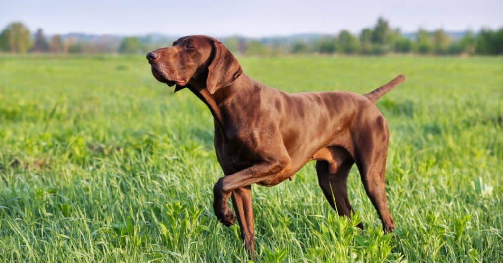 Pointer tedesco a pelo corto marrone